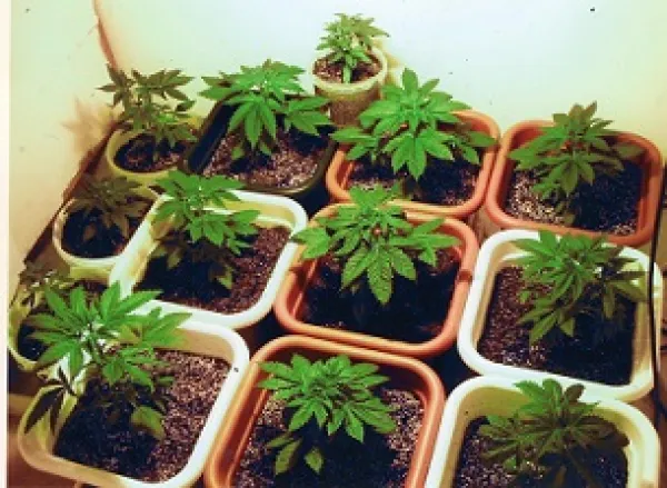 Ten or so little plant pots all with soil and small green marijuana plants in them