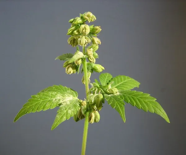 Green plant on a stem with buds at top