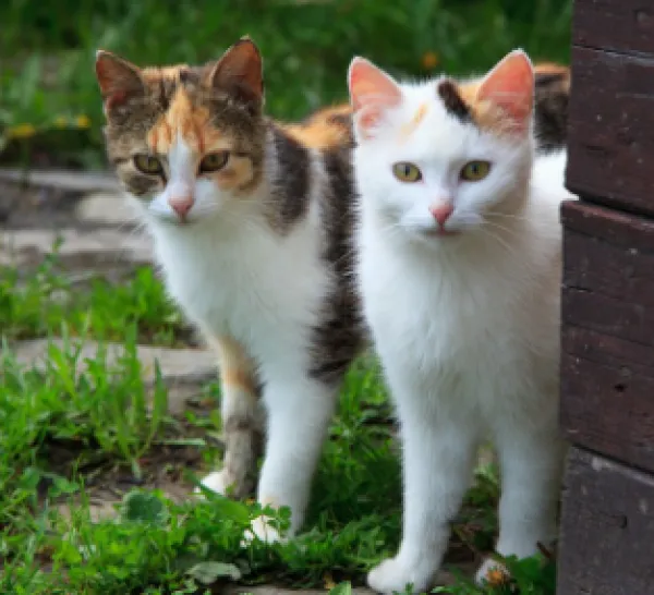 Cats
