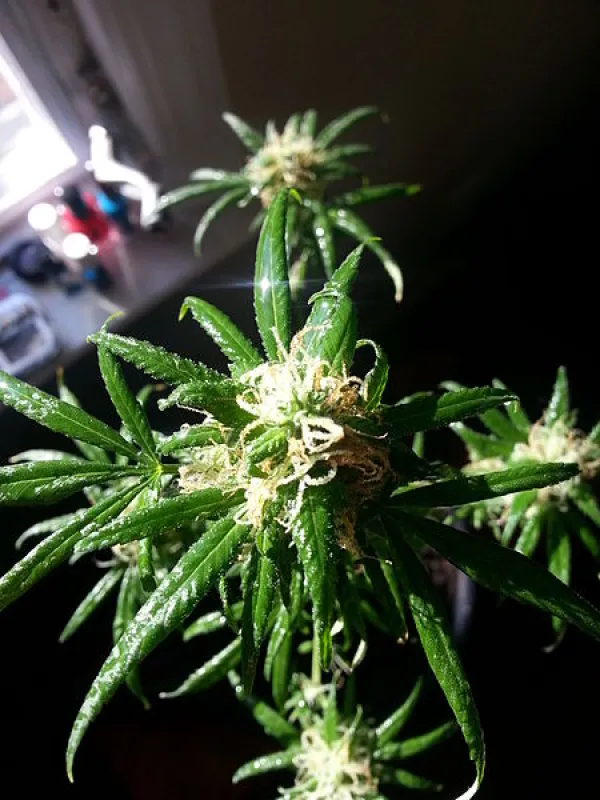 Marijuana plant