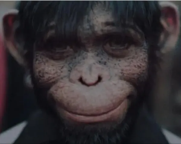Monkey face